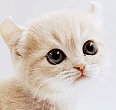 ccc22.gif