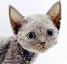 t2.gif