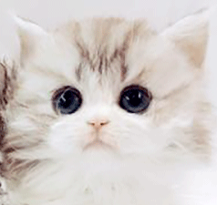 dddddd1.gif