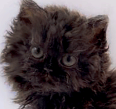 coco2.gif