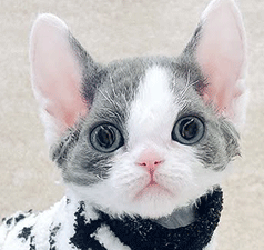 dkdk2.gif