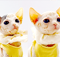 sp2.gif