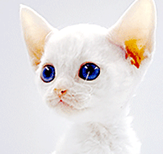 111.gif