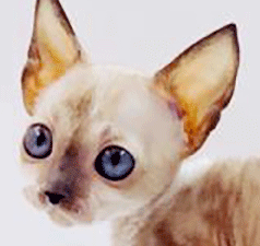 cn2.gif