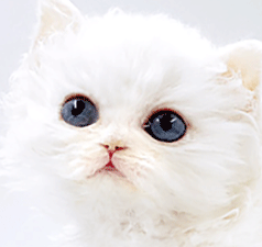 scc2.gif
