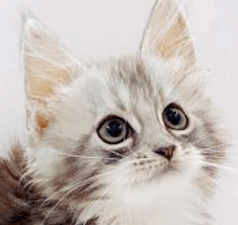 a2.gif