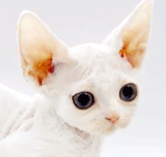 da2.gif