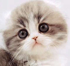 cm2.gif