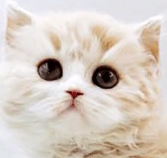 rg2.gif