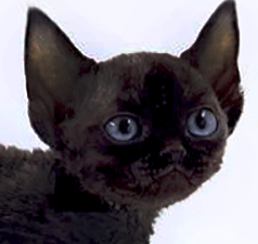 ddd1.gif