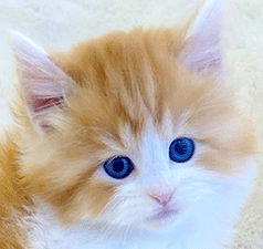 fb2.gif