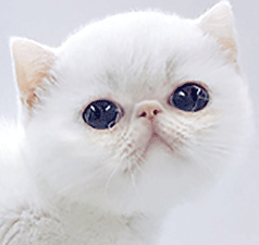 ag2.gif