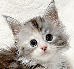 m2.gif