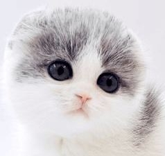 an2.gif