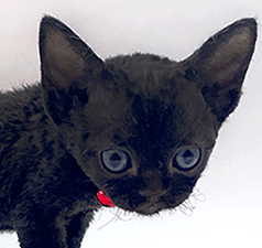 b2.gif