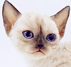 dd1.gif