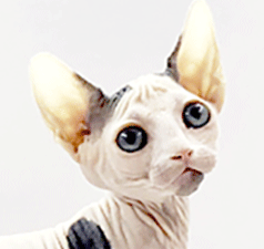 sp11.gif