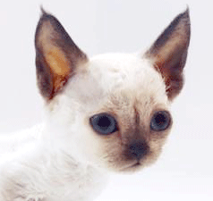 q22.gif