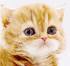 scsc1.gif