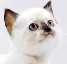 uu2.gif