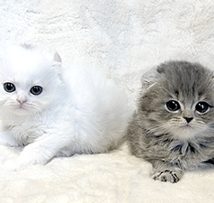 ccc1.gif