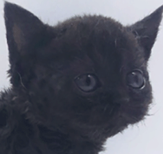 ss2.gif