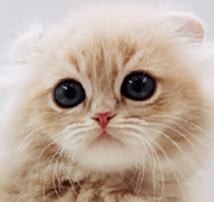 c22.gif