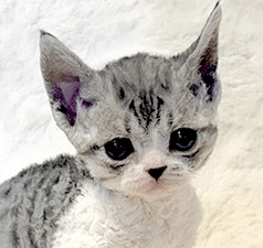 nn2.gif