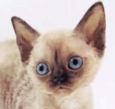 dm2.gif