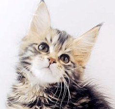 ma1.gif