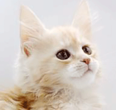mmm2.gif