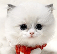 rr11.gif