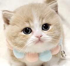 te1.gif