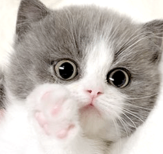 yy2.gif