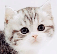 121212.gif