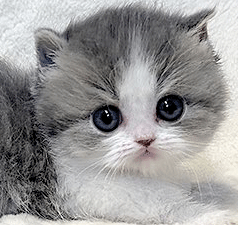 pppp2.gif