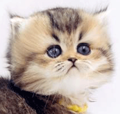q1.gif
