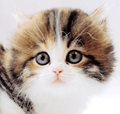on1.gif