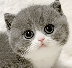 66.gif