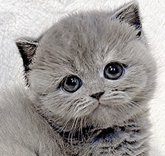 qp12.gif