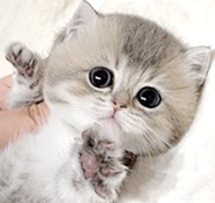 aa12.gif