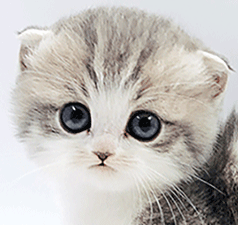 t2.gif