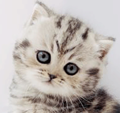 5555.gif