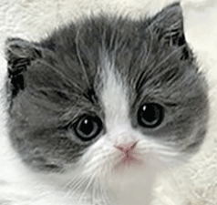 u1.gif