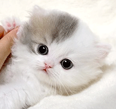 vv1.gif