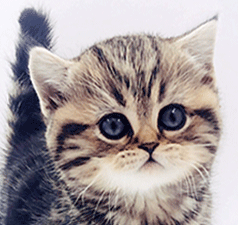 ji1.gif
