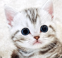 am1.gif