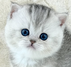 t1.gif