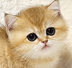 6464.gif