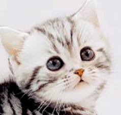 yy1.gif
